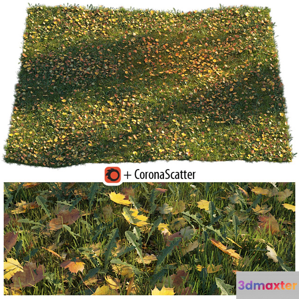 Lawn with dry maple leaves