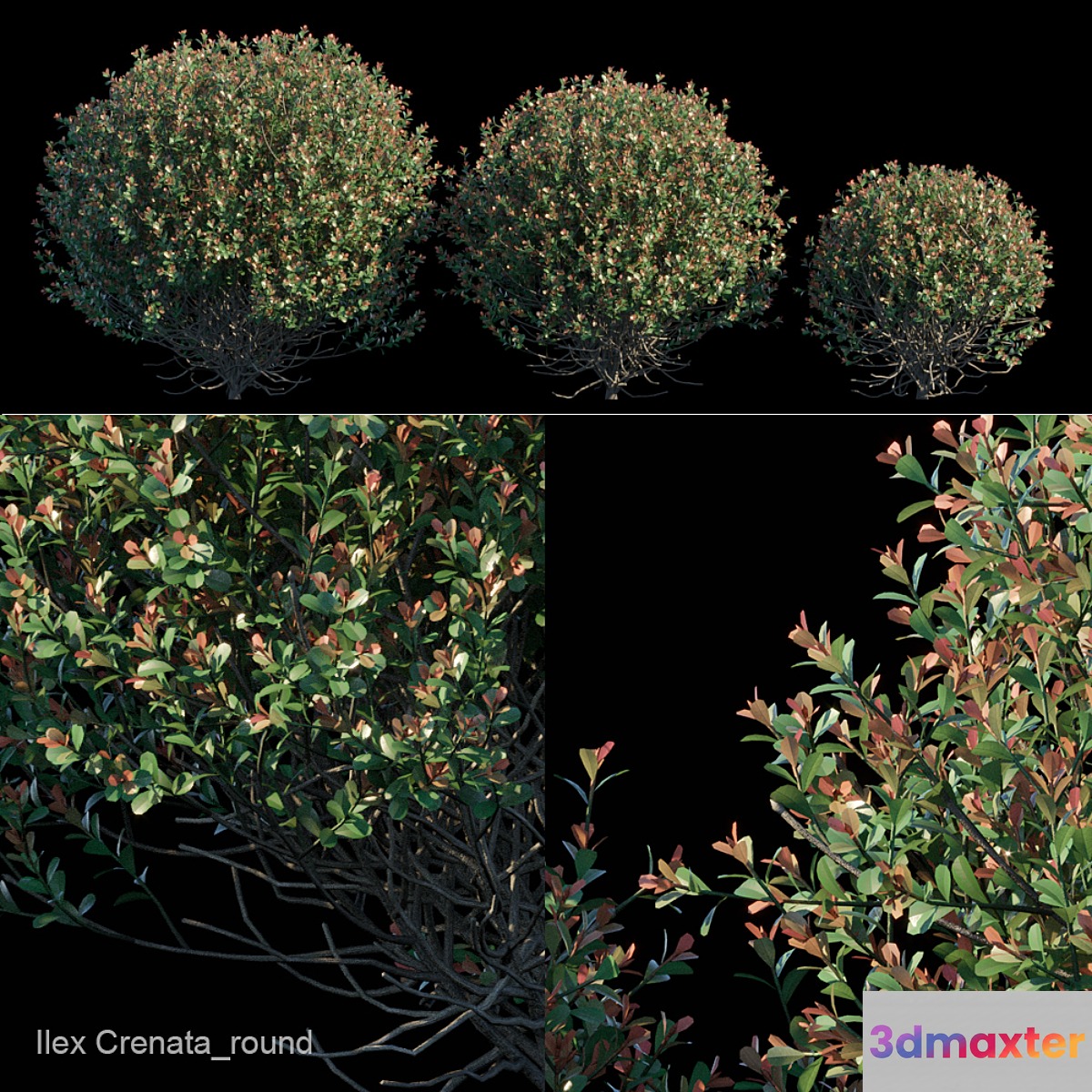 Ilex Crenata_round bush