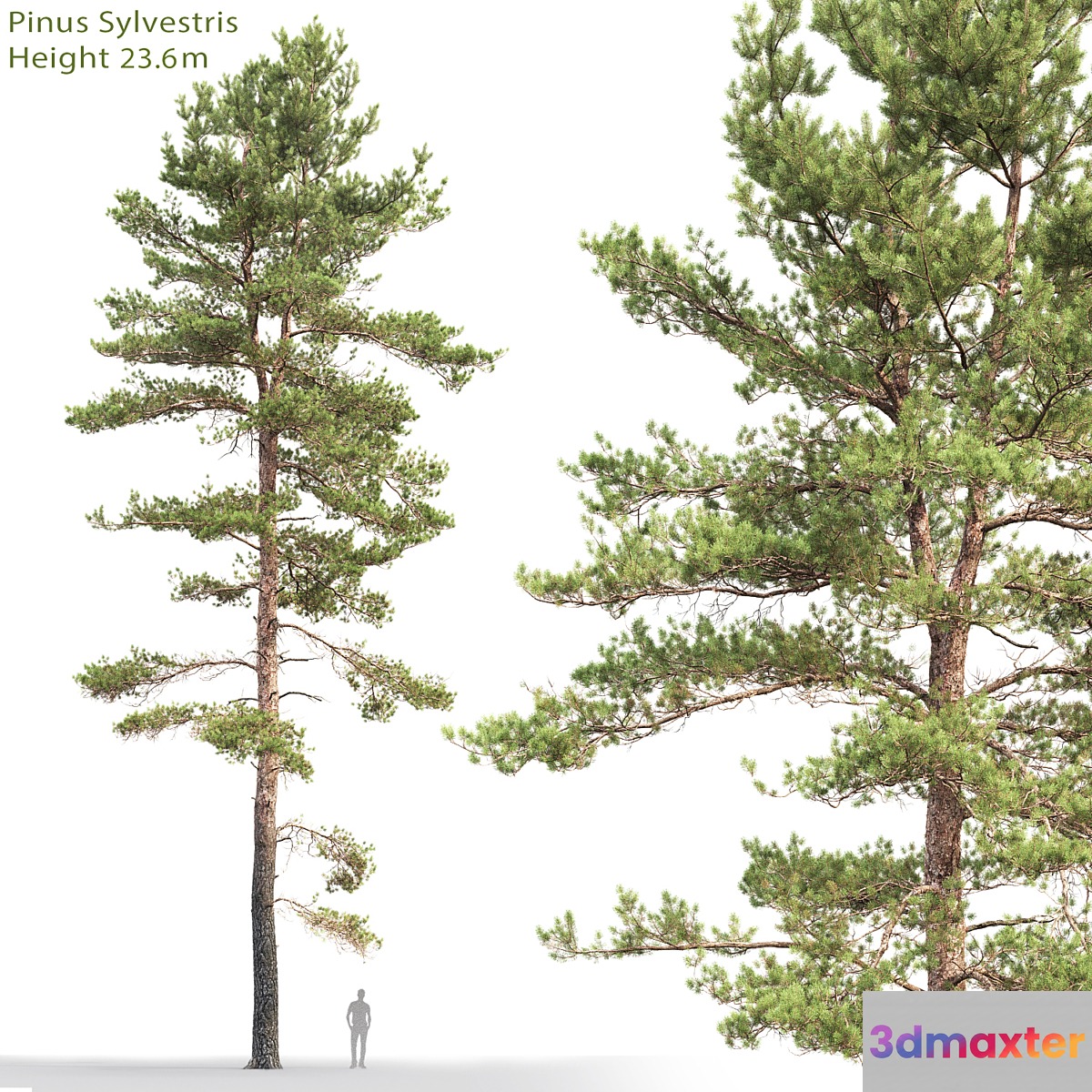 Pine - No.85
