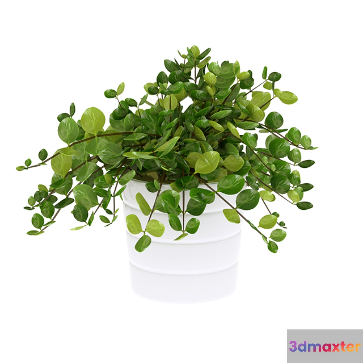 house plant himalayamix 3D Max