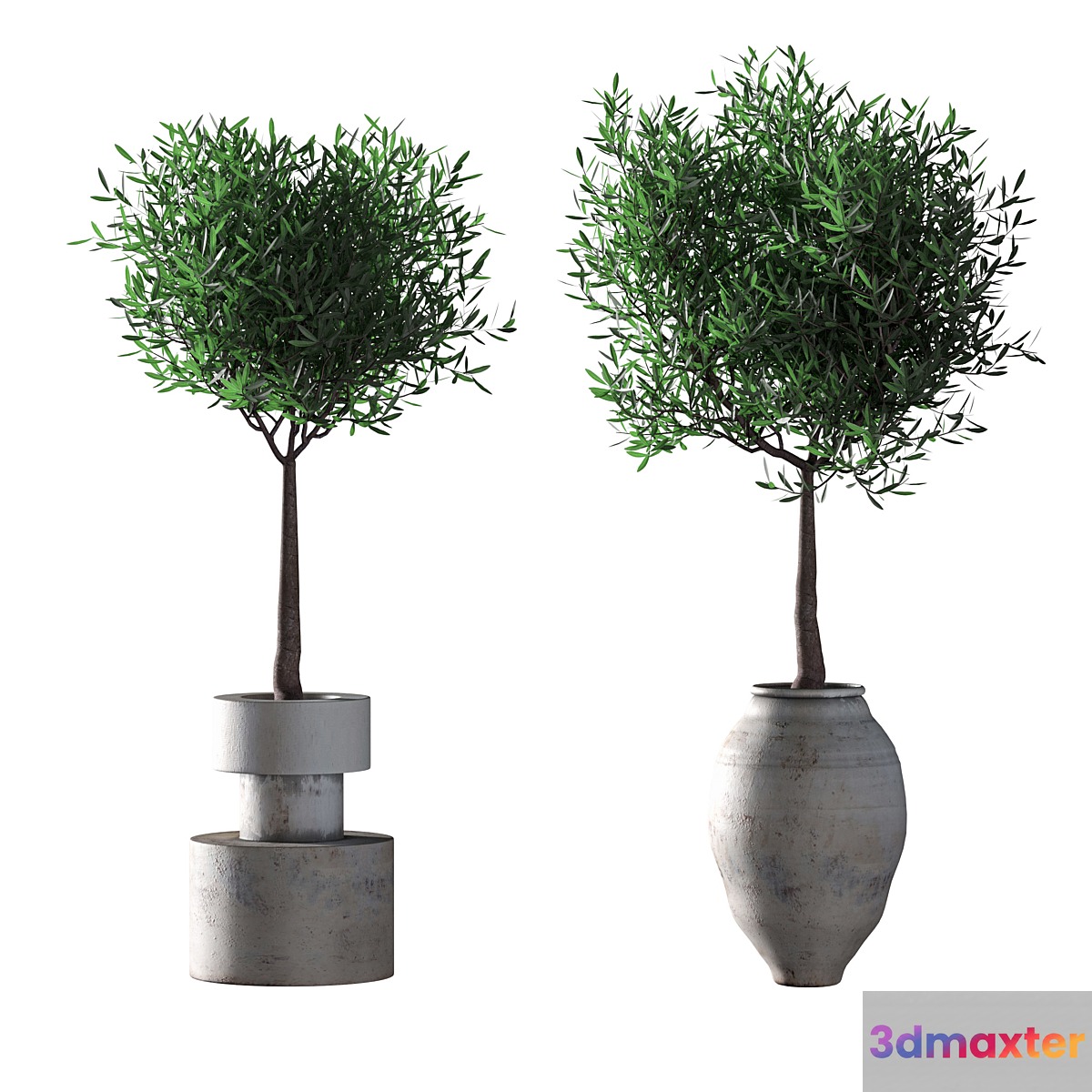 Olive trees. 2 models