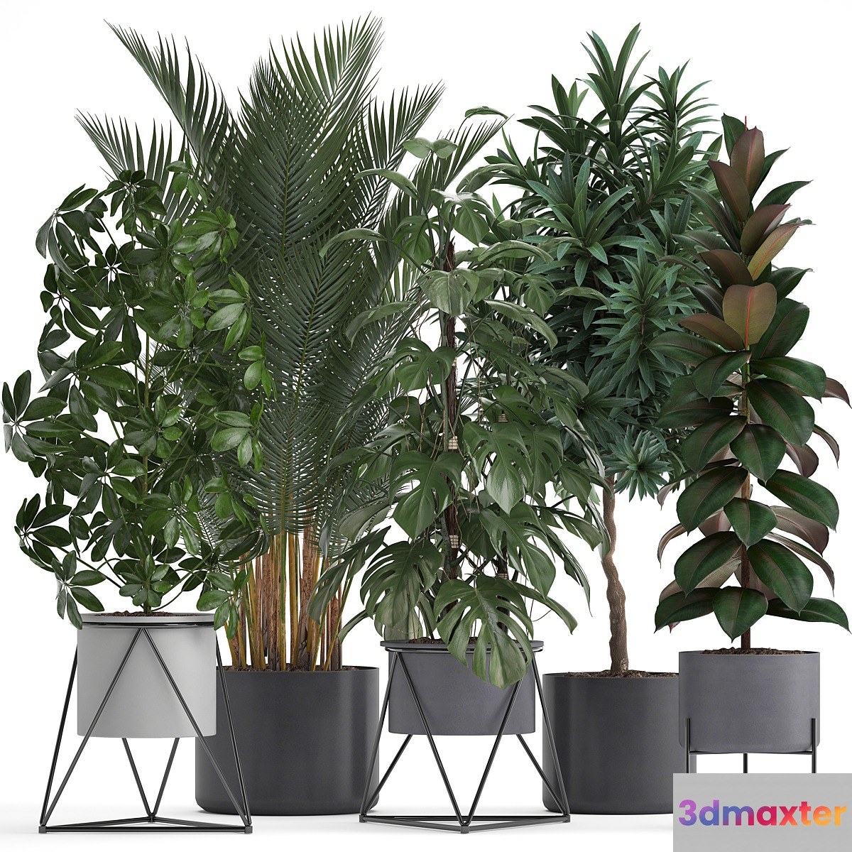 Plant collection 284. Palm Ficus monstera indoor plants shefflera pot stylish flowerpot ficus abidjan Scandinavian style - No.2