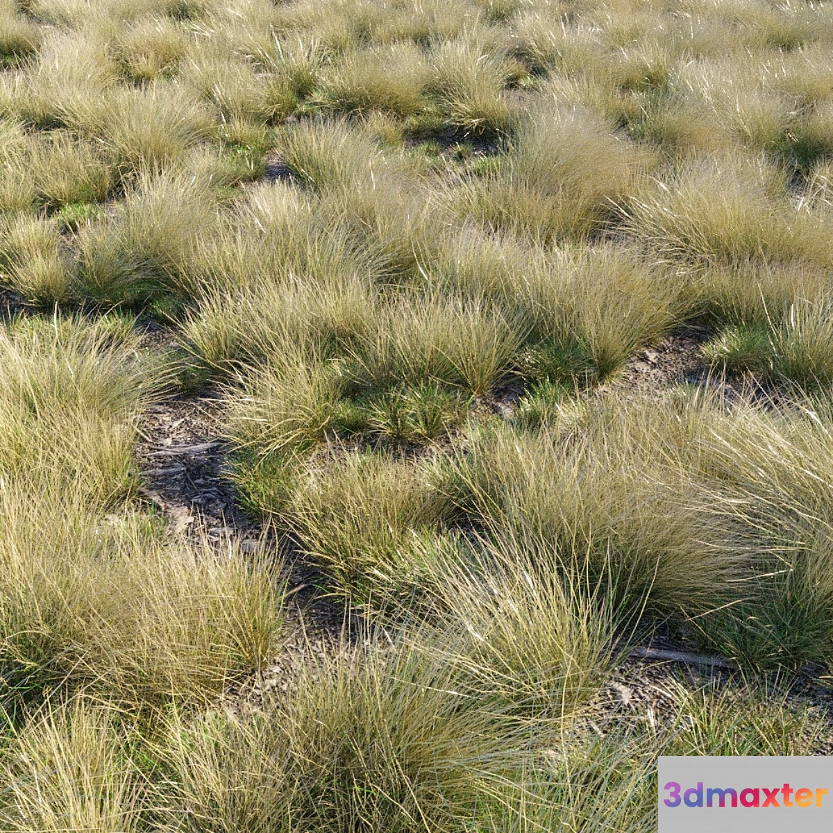 Eskdale grass 3D Max