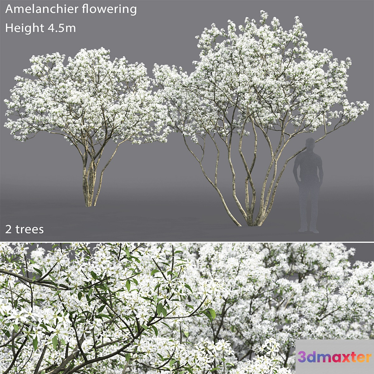Amelanchier 3D Max