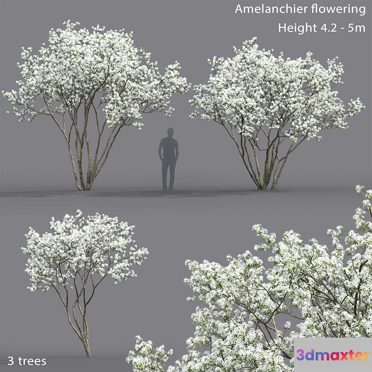 Amelanchier - No.6