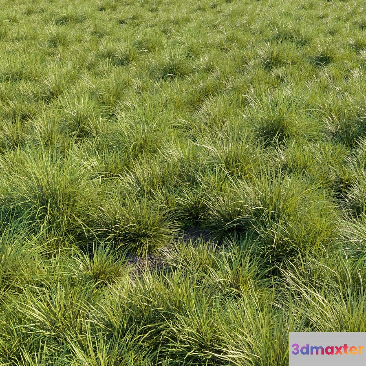 Saw-sedges grass 3D Max