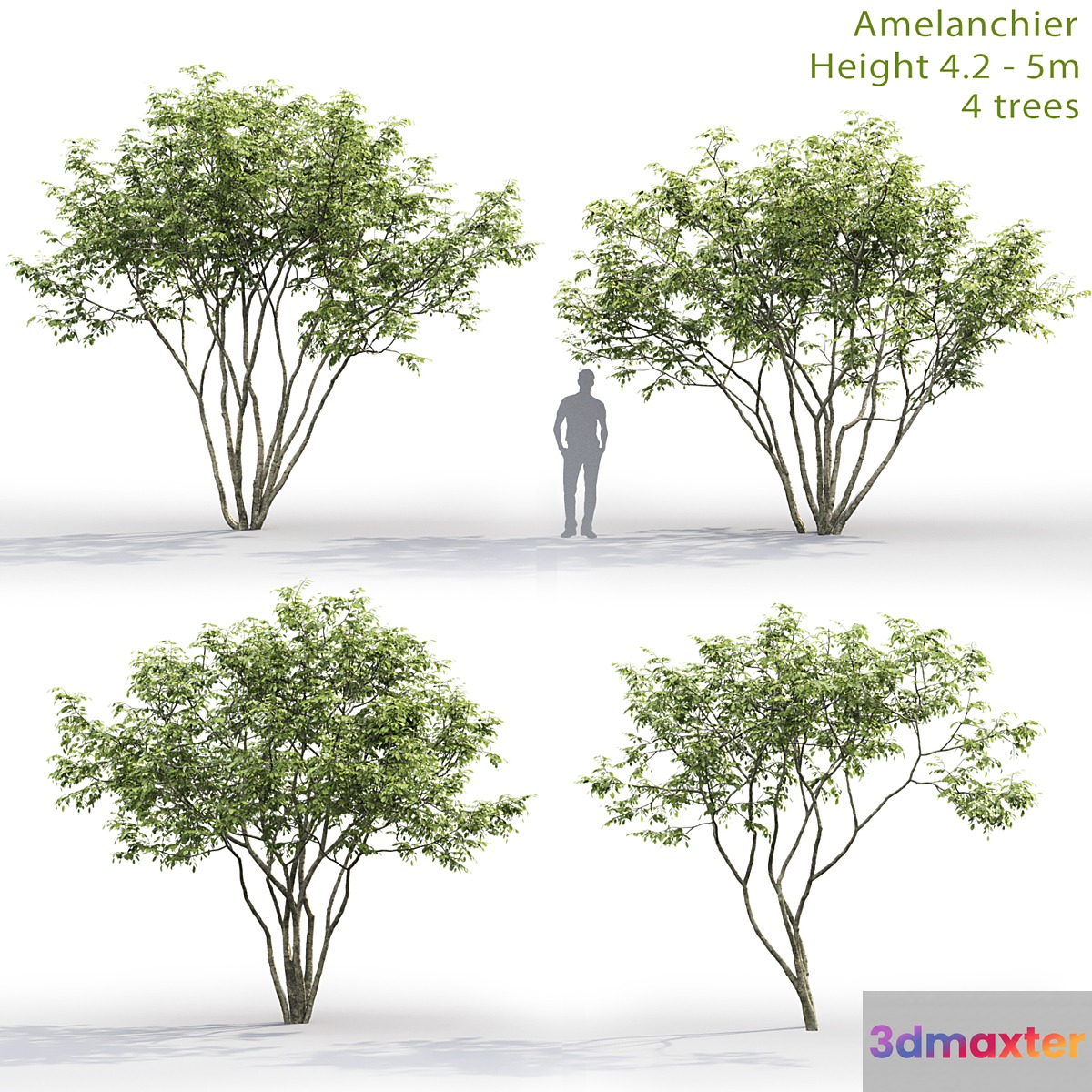 Amelanchier - No.3