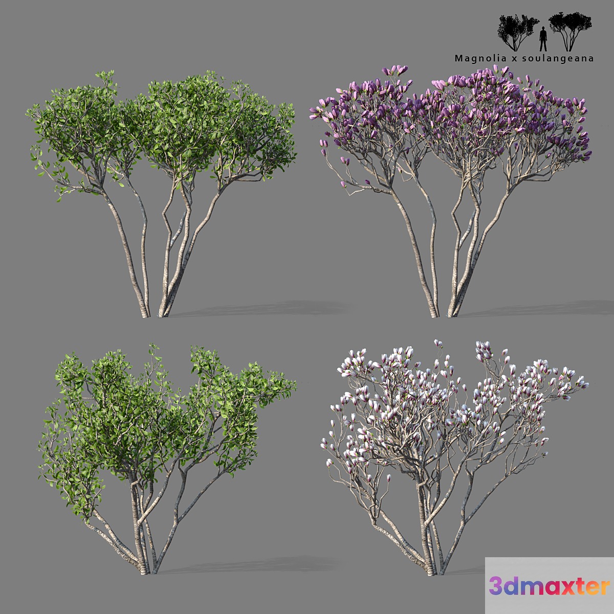 Magnolia Sulange 2 tree | Magnolia x soulangeana 3D Max