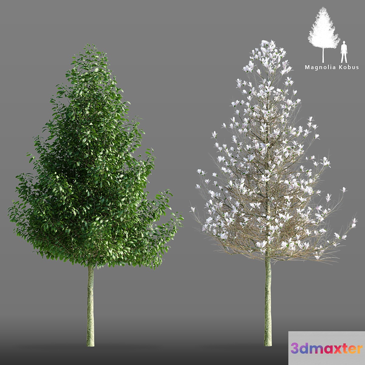Magnolia cobus tree | Magnolia Kobus 3D Max