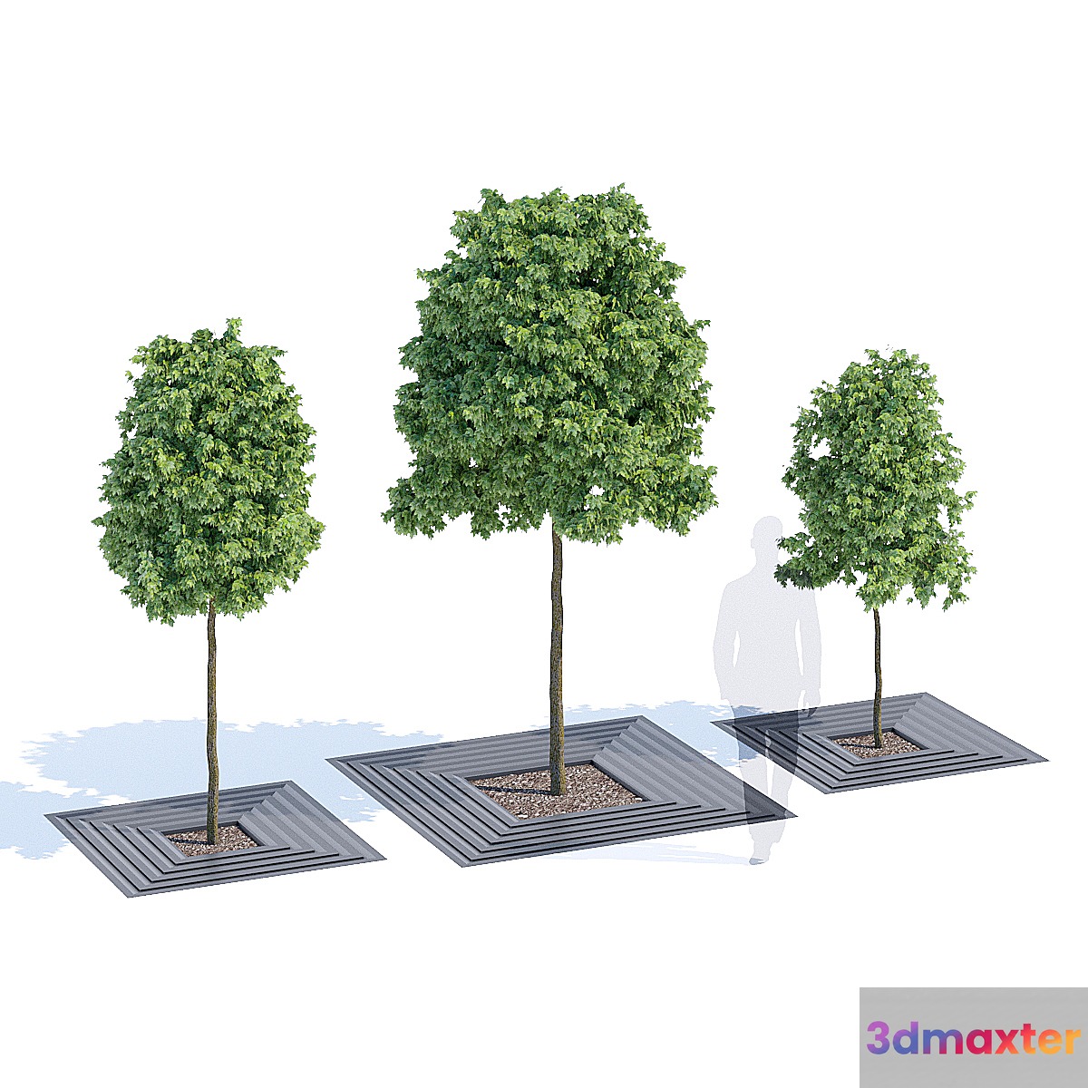Arboris 3D Max