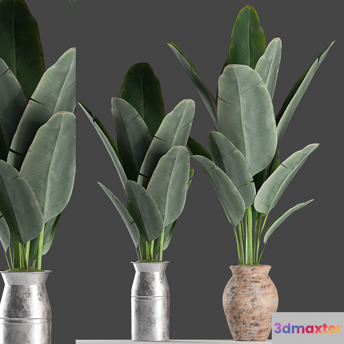 Plants 122 - No.3