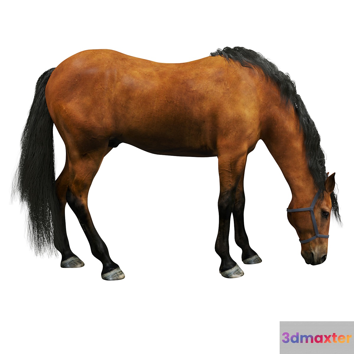 Horse - No.10