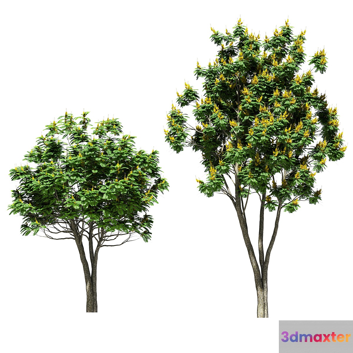Tree peltoforum krylatoplodny. 2 models 3D Max