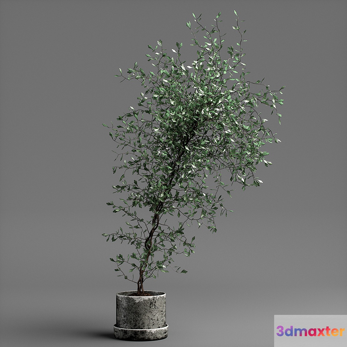 corocia plant - No.2