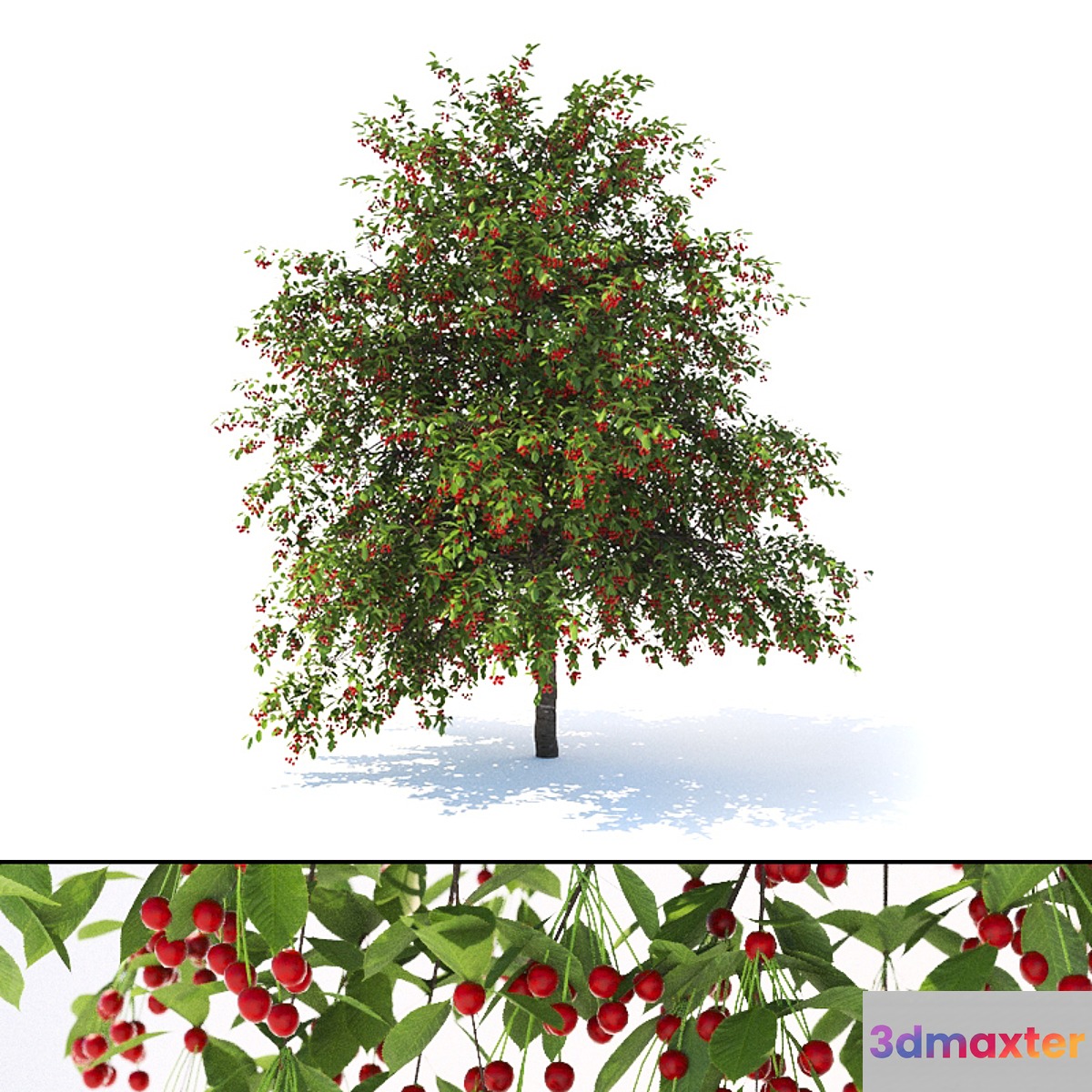 Prunus avium tree 3D Max
