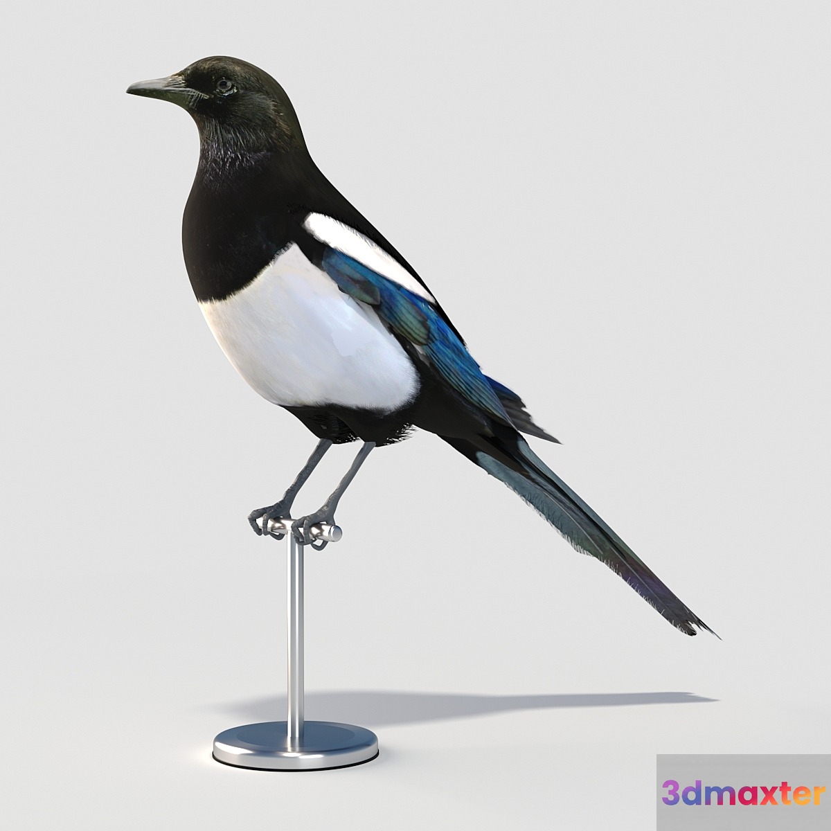 Eurasian (Common) Magpie 3D Max