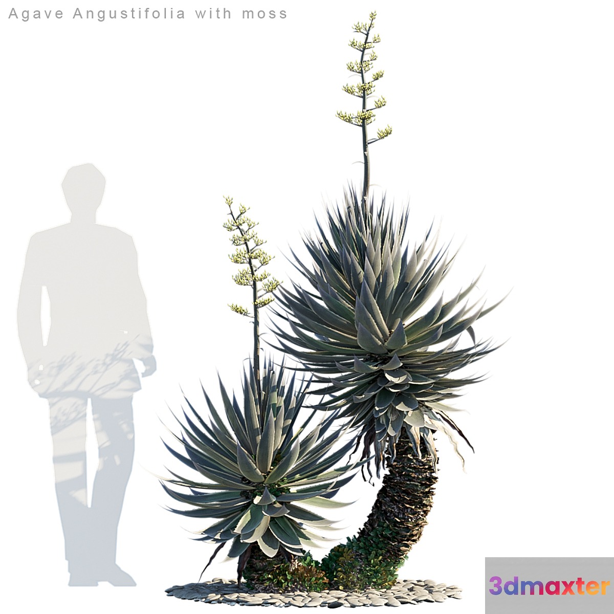 Agave Angustifolia with moss
