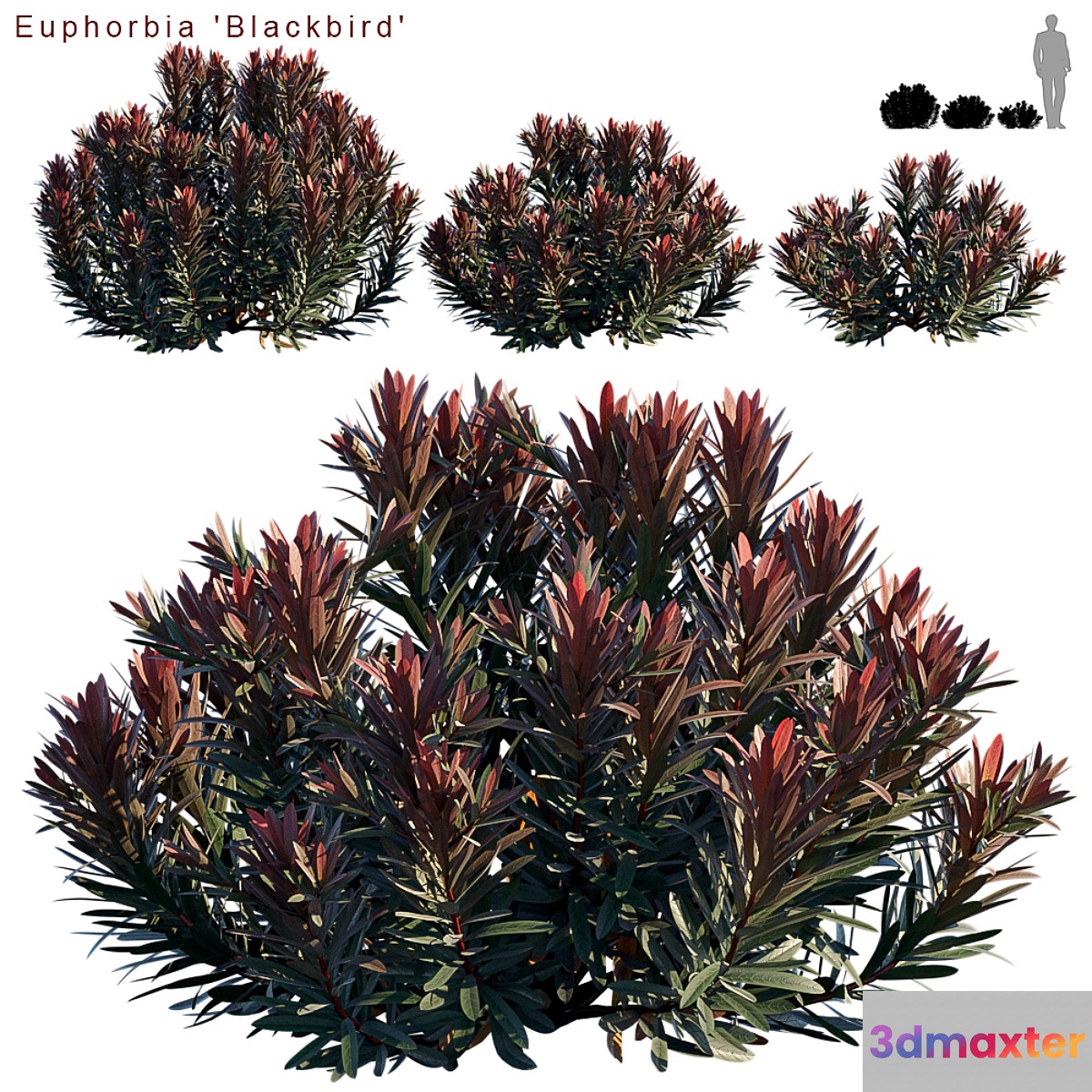 Euphorbia Blackbird | Cushion spurge - No.3