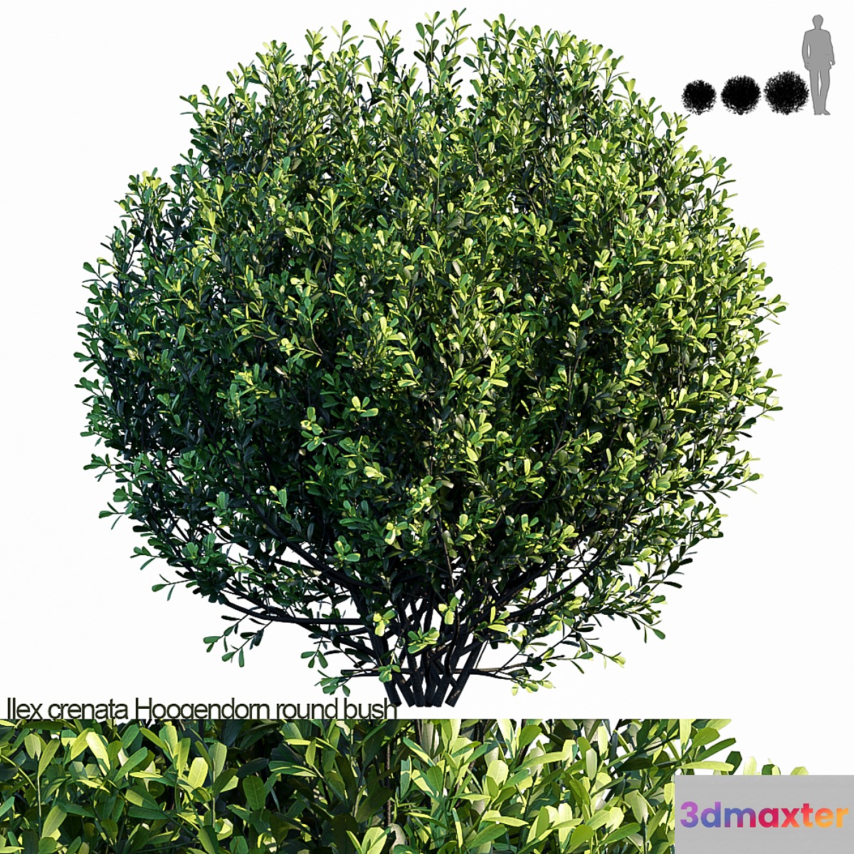 Ilex crenata Hoogendorn_round bush