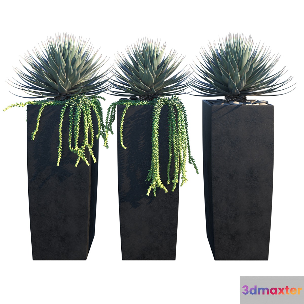 Agaves on pots 3D Max