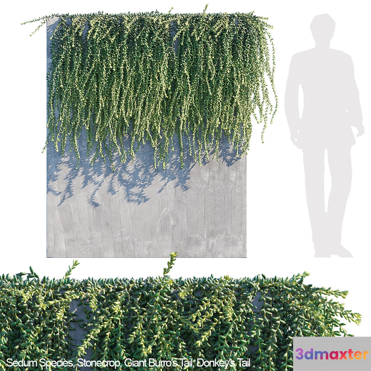 Donkey tail | Burro tail succulent creeper - No.3