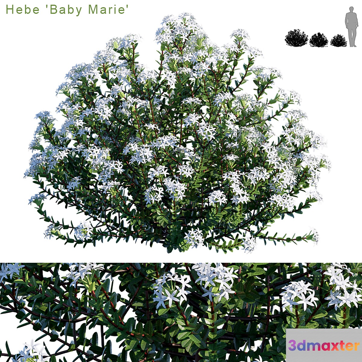 Hebe baby marie 3D Max