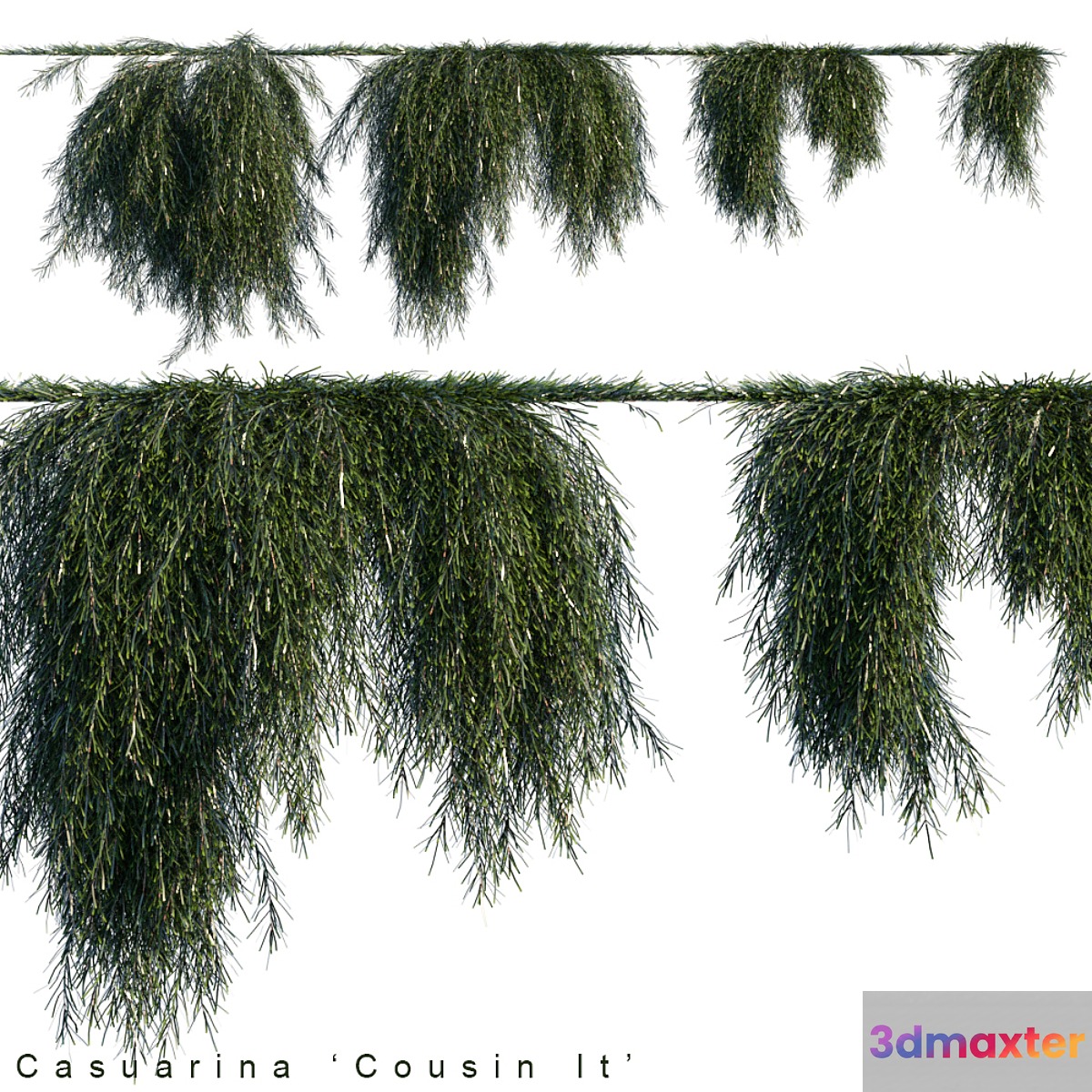 Casuarina cousin it creeper - No.3