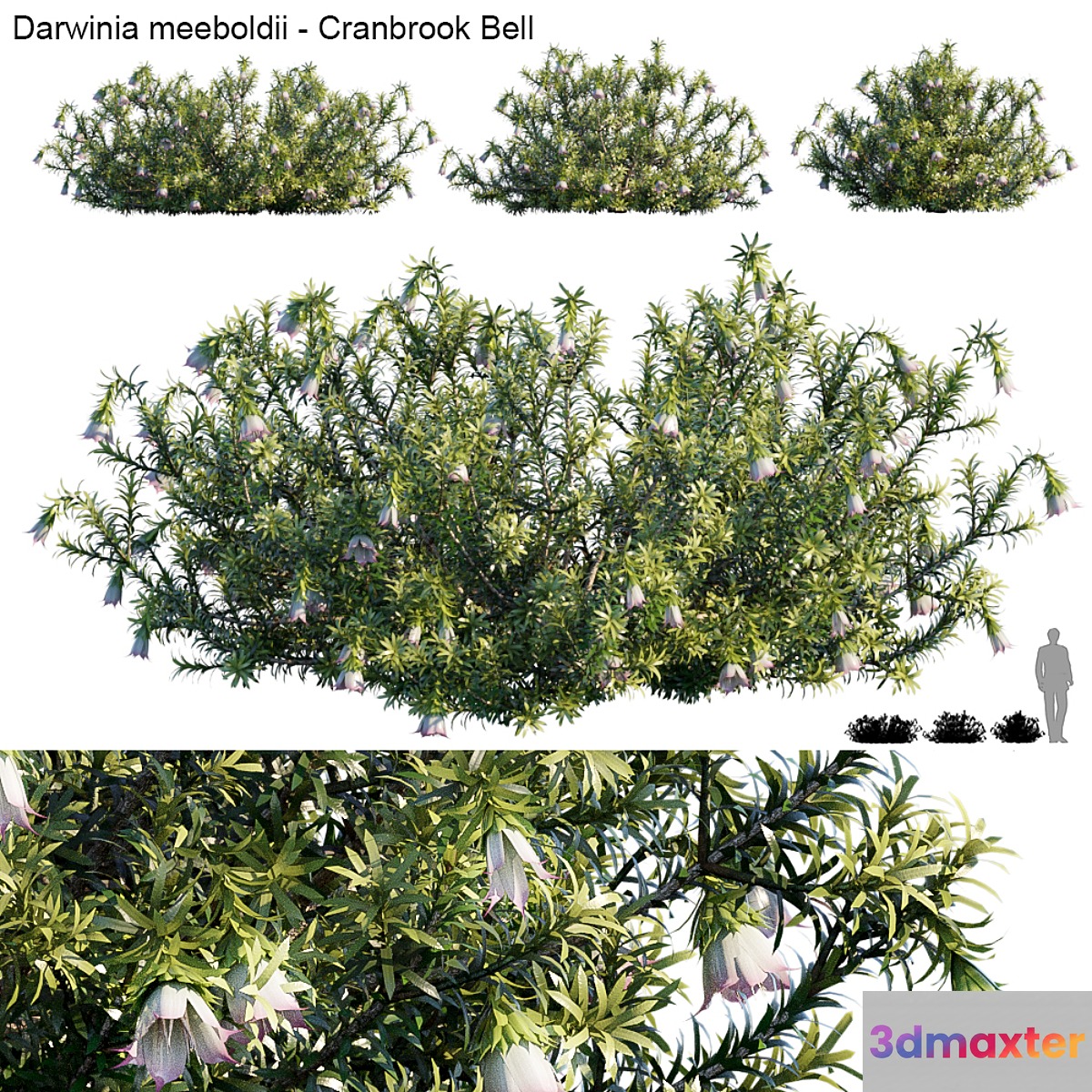 Darwinia Meeboldii | Cranbrook bell