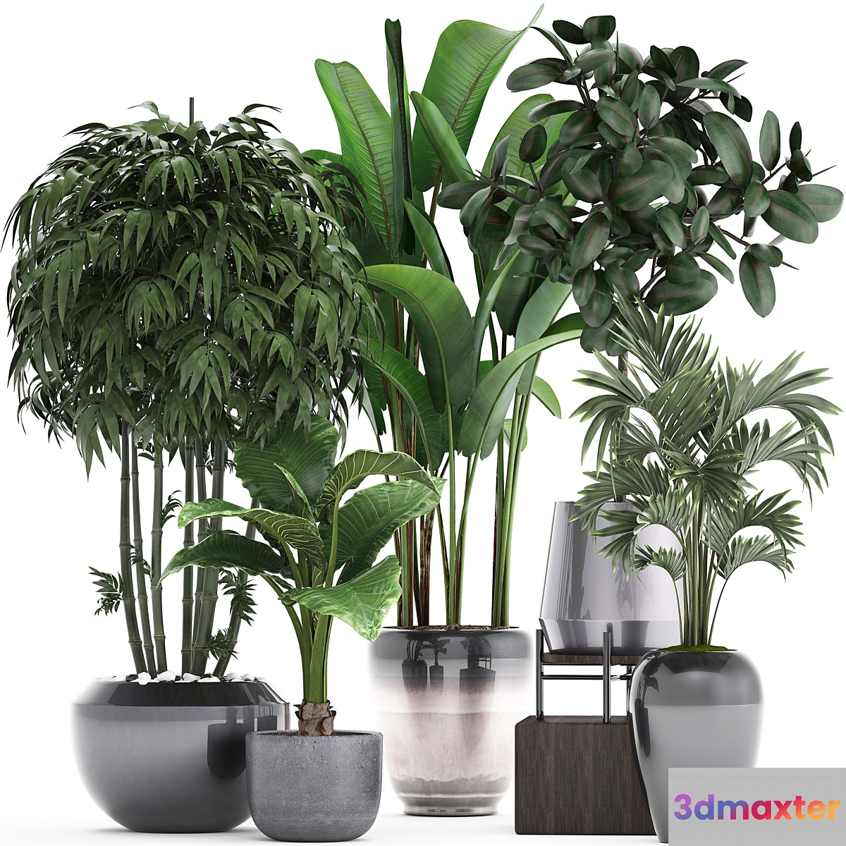 Plant collection 291. Bamboo Banana ficus Robusta Hovea alocasia flowerpot indoor plants ficus abidjan interior home strelitzia - No.2