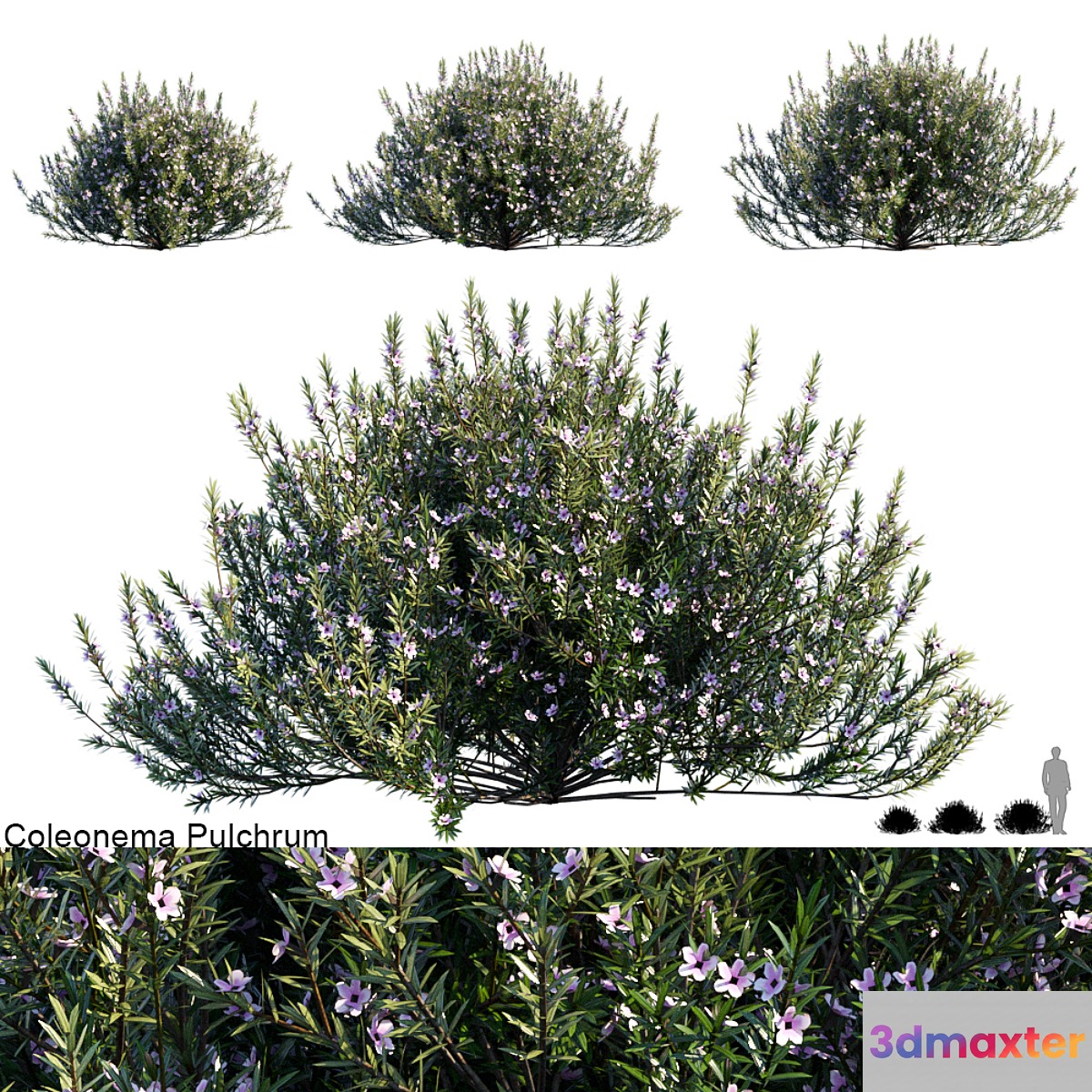 Coleonema Pulchrum | Breath of heaven