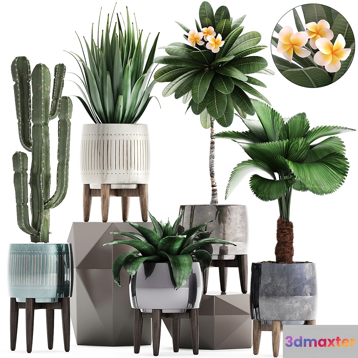 Plant collection 292. Cactus Likuala Plumeria Agave Houseplants Luxury Pot Flowerpot Exotic Stylish 3D Max