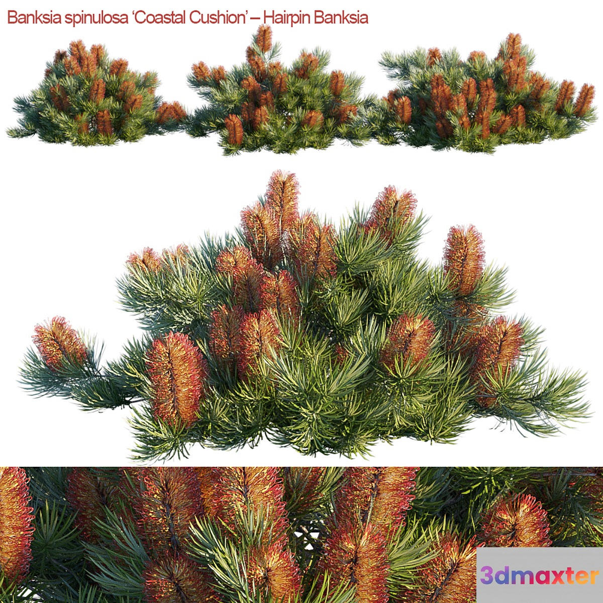 Banksia spinulosa | Coastal Cushion | Hairpin banksia