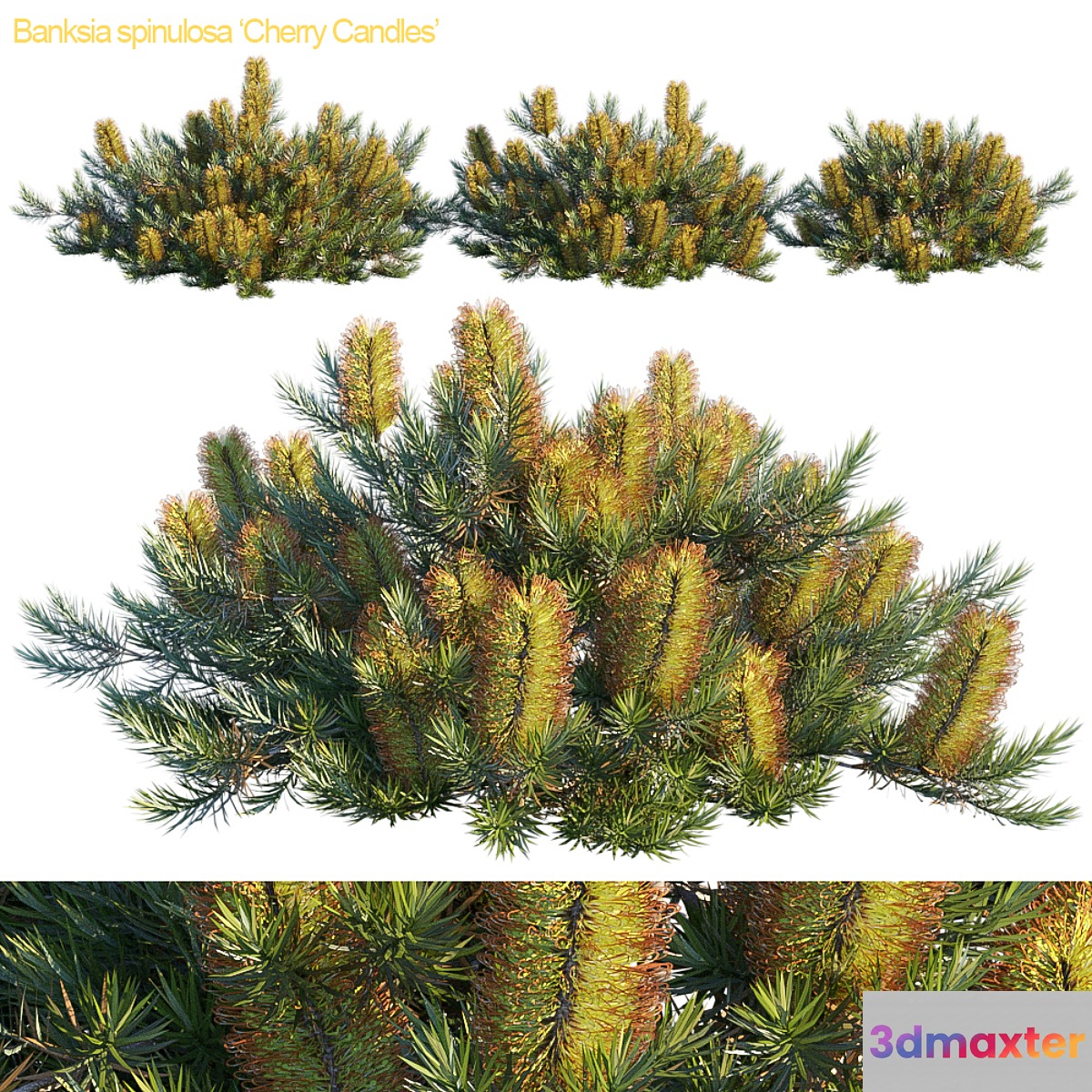 Banksia spinulosa | Cherry candles