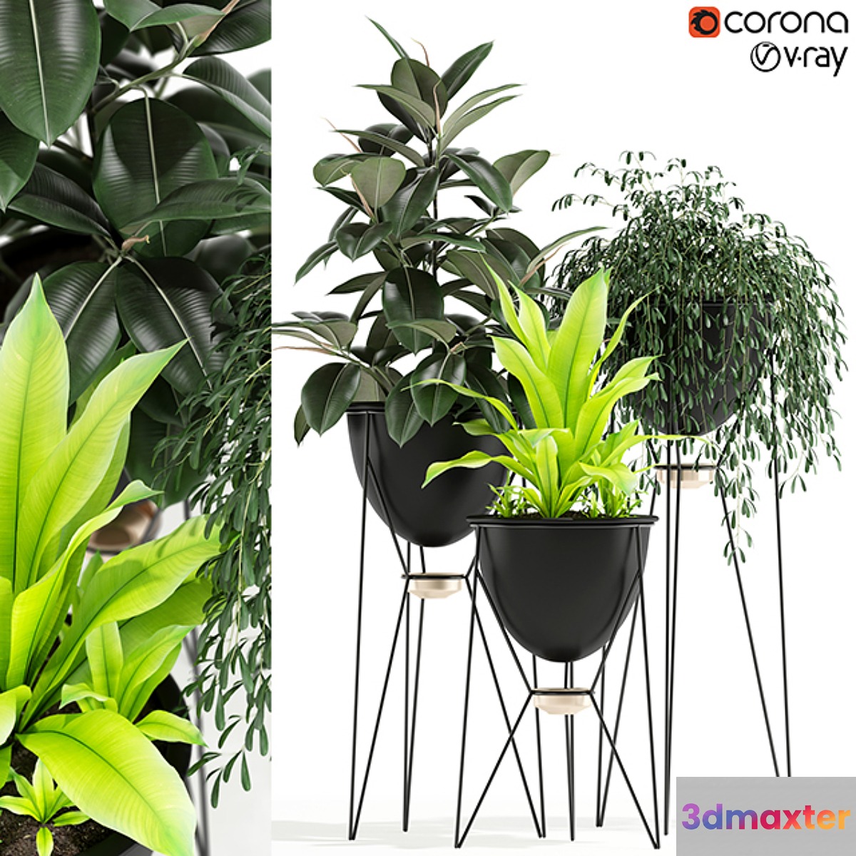 Plants collection 141 MADRE SELVA GRANDE - No.2