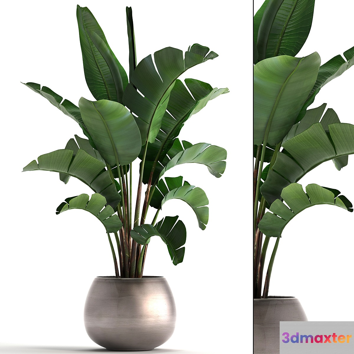 Plant collection 294. Banana pot flowerpot indoor banana strelitzia luxury strelitzia - No.4
