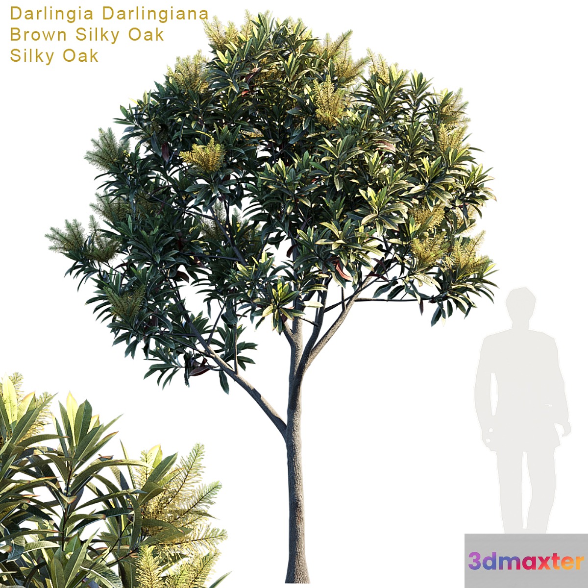 Darlingia Darlingiana | Brown Silky Oak
