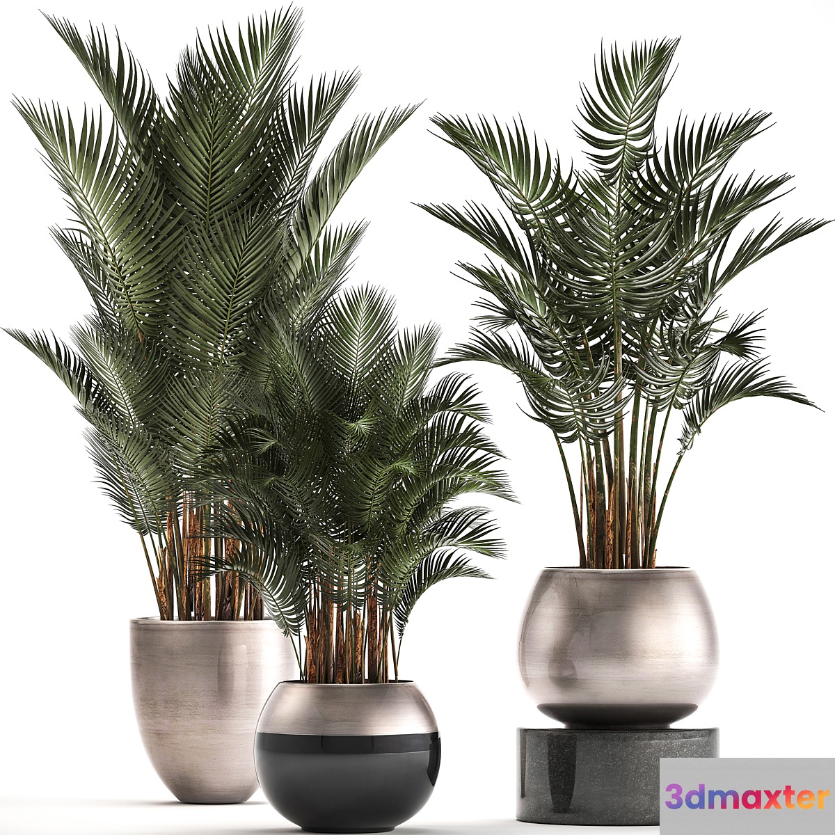 Plant collection 296. Home palm tree howea kentia flowerpot pot luxury decor interior stylish Howea forsteriana - No.2