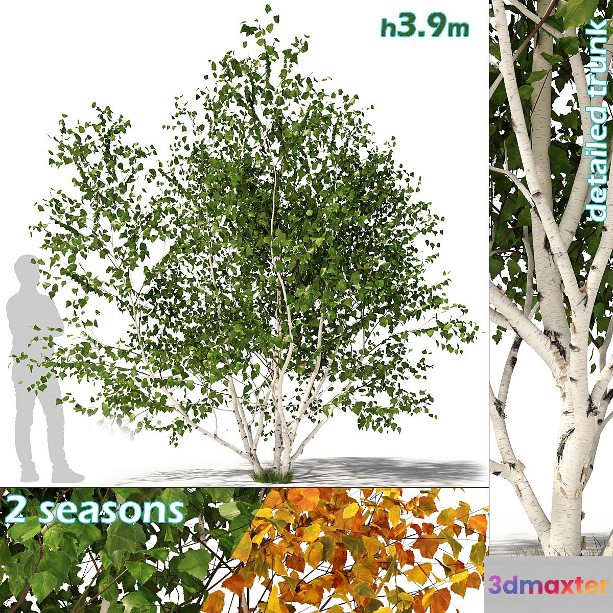 Betula pendula multi stem V01 3D Max