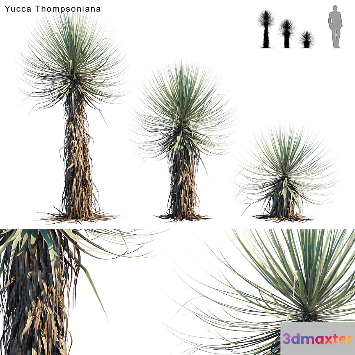 Yucca Thompsoniana | Beaked yucca 3D Max