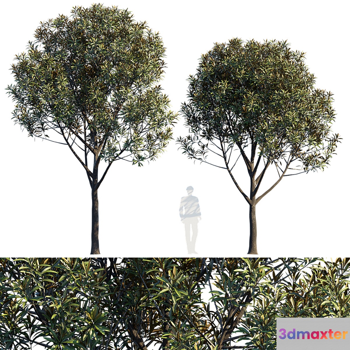 Street tree v6