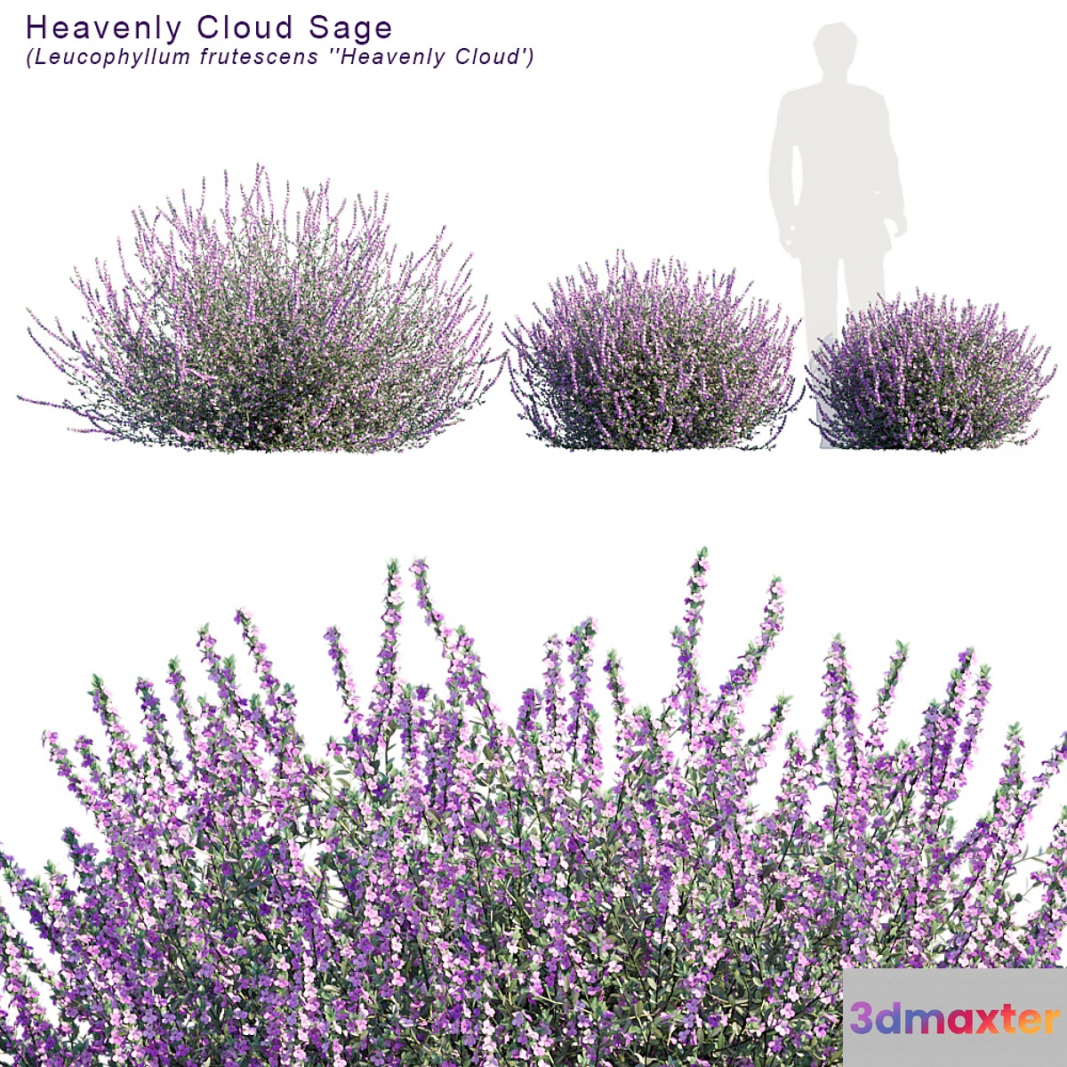 Heavenly cloud sage | Leucophyllum frutescens