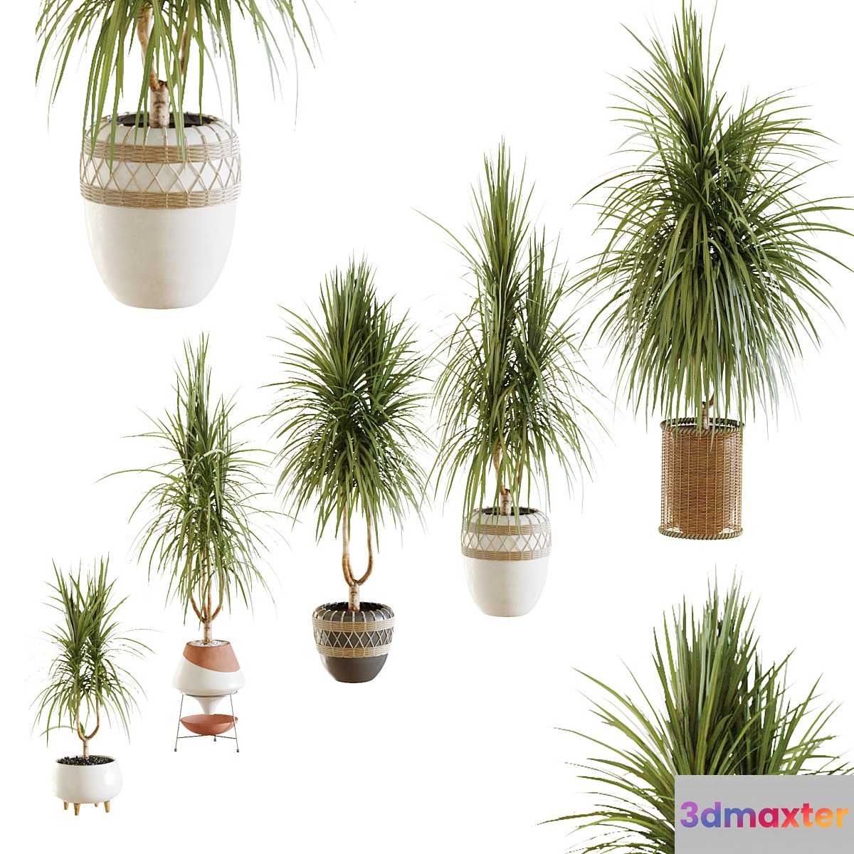 Collection of plants. Dracaena v2