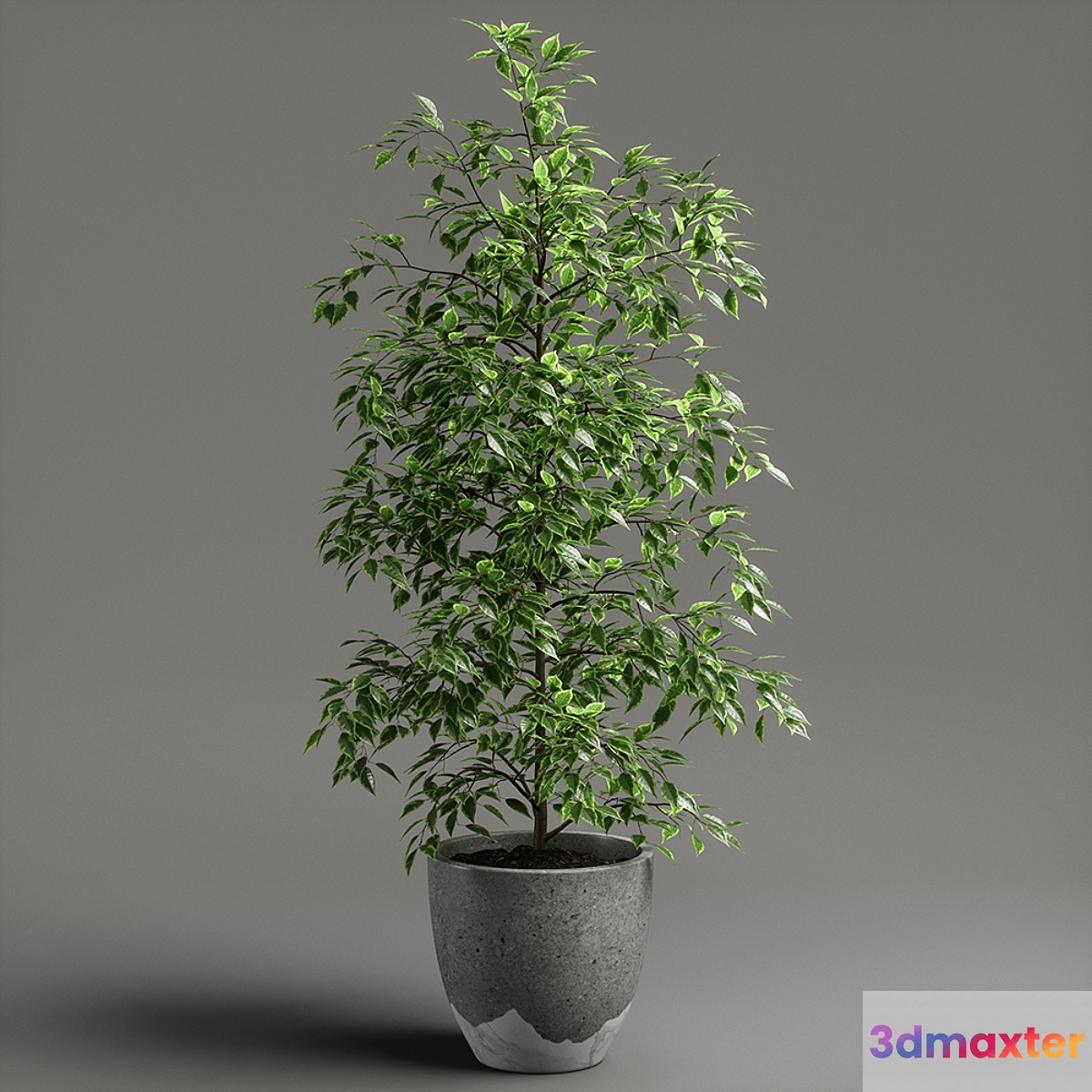 ficus benjamina