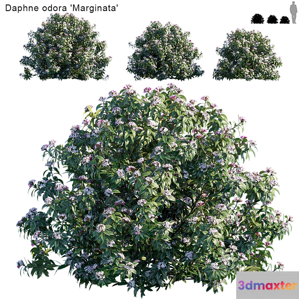 Daphne Odora | Marginata