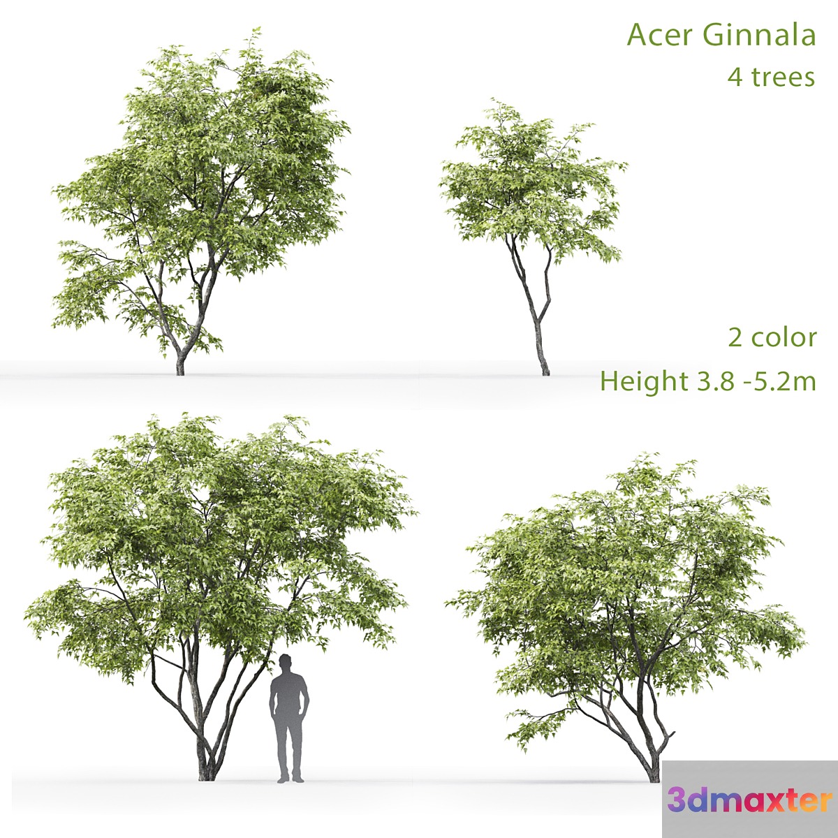 Acer Ginnala