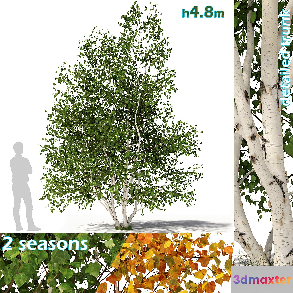 Betula pendula multi stem V02 3D Max