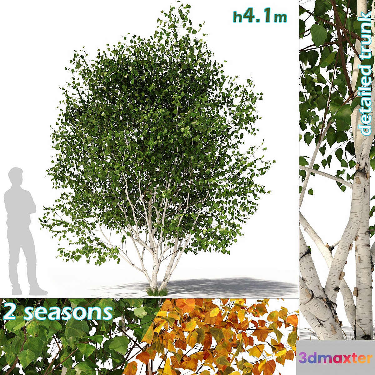 Betula pendula multi stem V03 - No.2