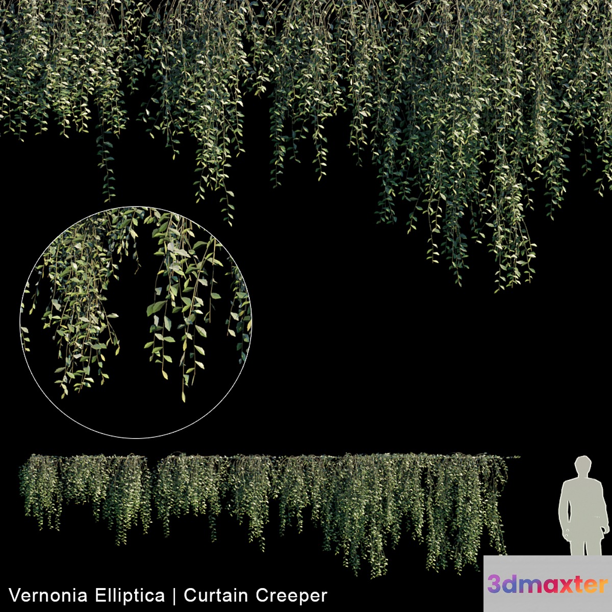 Vernonia Elliptica | Curtain creeper | 10 module - No.3