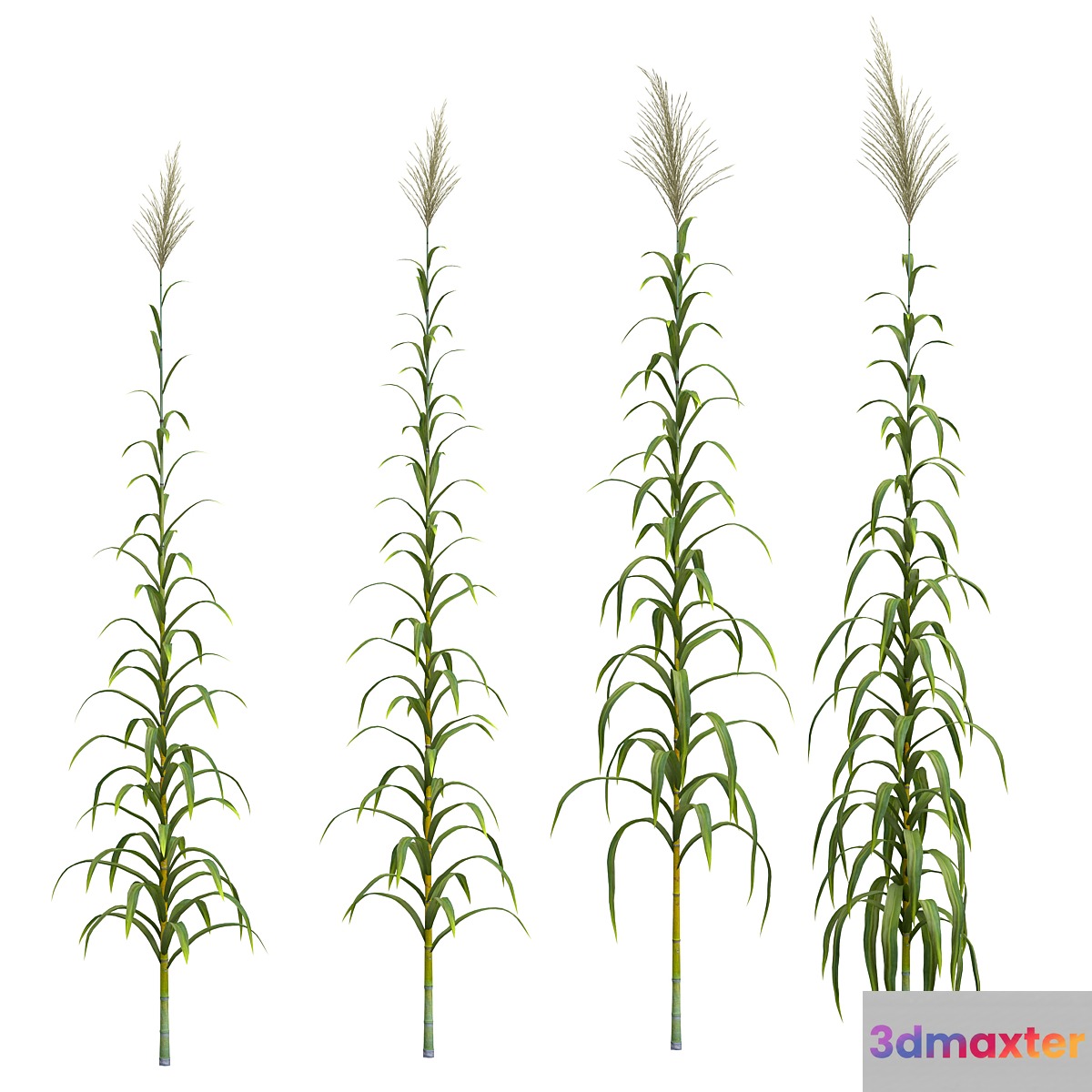 Collection of plants. Cane. 4 models 3D Max