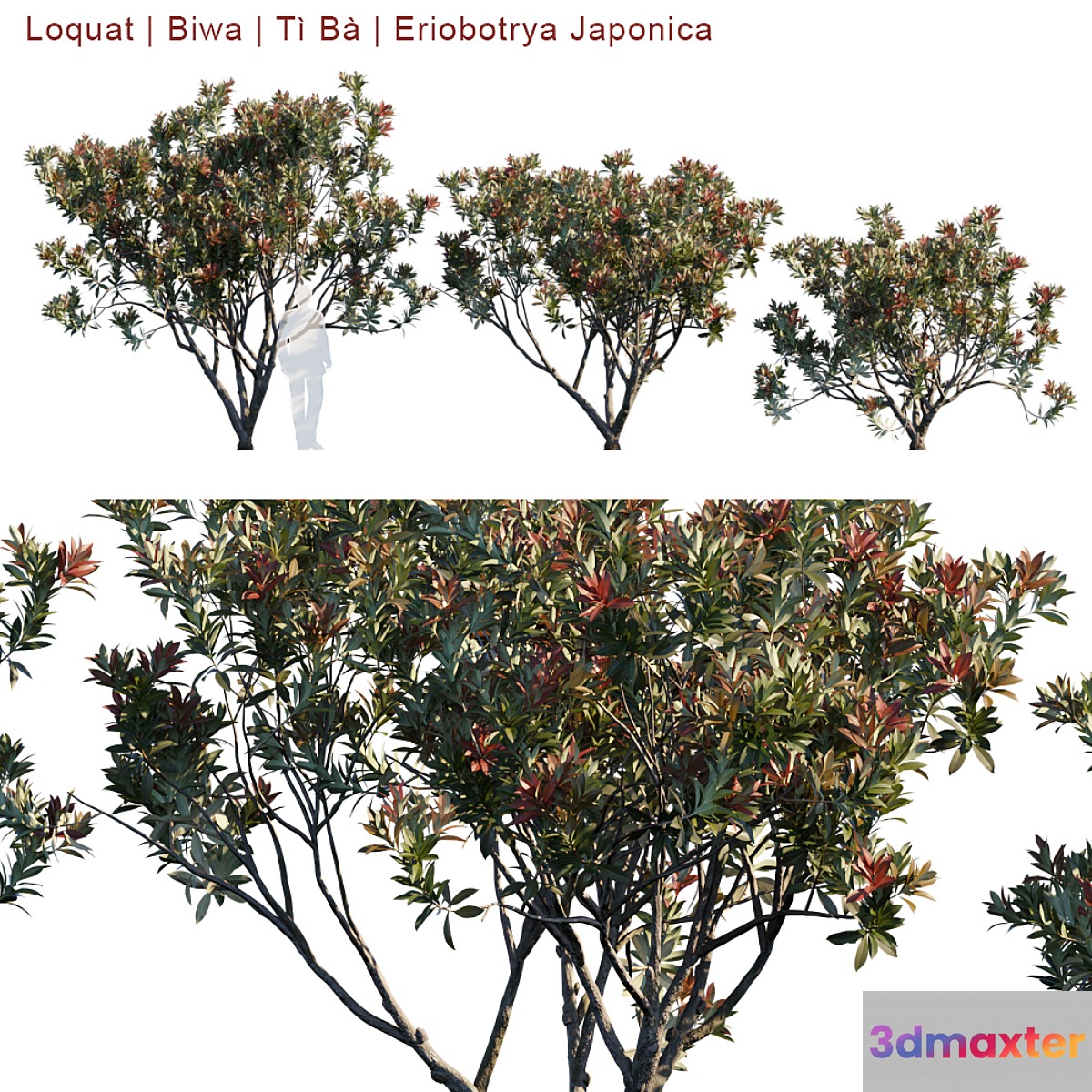 Loquat | Biwa | Eriobotrya Japonica V2 - No.4